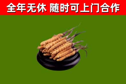 资阳烟酒回收冬虫夏草.jpg